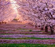 Symbolem Japonii jest wiśnia sakura: zdjęcie i opis Zdjęcie drzewa sakura