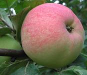 انواع باستانی درختان سیب نام گونه درخت سیب که با حرف m شروع می شود