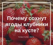 Hvorfor tørrer jordbærbær ud?