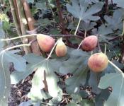 Смокини - отглеждане на открито Засаждане и грижи за смокини в градината